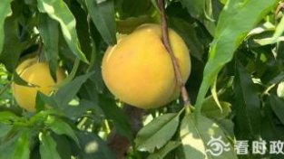 香甜度超往年！苏州地产黄桃即将大量上市