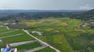 在希望的田野上 | 四川荣县37万余亩水稻迎来丰收