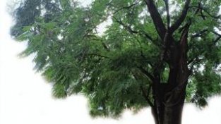 在新野县王集镇，一棵树龄600余年的古皂角树干内竟长出椿树和槐树——三树共