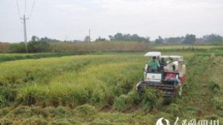 四川泸县探索机收中稻、蓄留再生稻试验获新突破