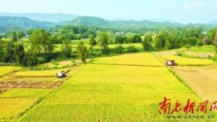 营山：38.8万亩水稻陆续进入收割季