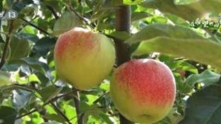 在希望的田野上 | “小苹果”成为乡村振兴“大产业”