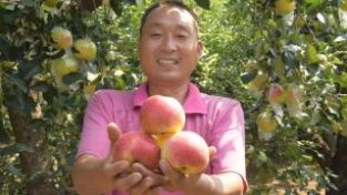 南乐县：早熟苹果“抢鲜”上市