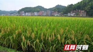 隆回县再生稻高产示范有望获高产