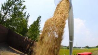 上海特早熟节水抗旱稻“八月香”开镰,本月下旬就能尝到新米