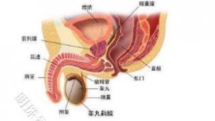 北京嘉佩乐泌尿医院科普：什么是前列腺炎