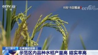 在希望的田野上 | “五良”融合宜机化改造 四川资中水稻亩产增加至630公斤