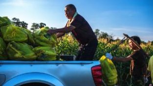 株洲渌口：小玉米尝到村集体经济发展大甜头