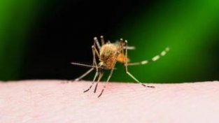 音雨天蚊虫活跃，市疾控专家提醒：做好防蚊工作 谨防疟疾侵袭