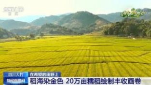 在希望的田野上 | 四川大竹：稻海染金SE 20万亩糯稻绘制丰收画卷