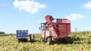 在希望的田野上 | 黑龙江绥化百余万亩鲜食玉米迎来收割季