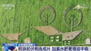 陕西榆林：稻浪起伏相连成片 加紧水肥管理迎丰收