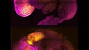 《自然》论文：人工模型生成一种干细胞来源的合成小鼠胚胎