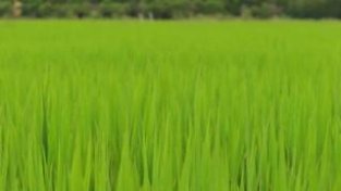 青浦的TA们深入田间地头“虫口夺粮”，助力水稻增产丰收