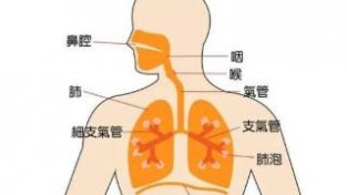 四种天然“清肺王”，经常吃点，止咳化痰，养肺护肺