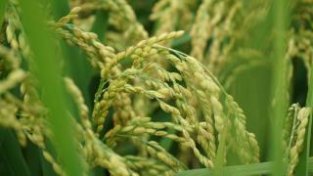 “楚粳48号”成为西南首个高原常规粳稻国审品种