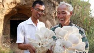 37岁“菌叔”农村创业十余载 带领乡亲种菇致富