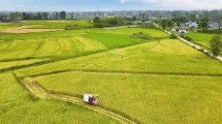 3.2万亩水稻迎来收获期