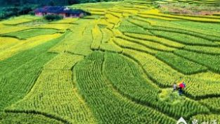 稻浪飘香 泉州各地中季稻将陆续迎来丰收季节