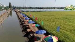 在希望的田野上 | 50多万亩稻田蟹喜获丰收 农民多渠道增收致富