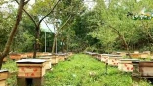 在希望的田野上 | 6.4万蜂群进入取蜜期 “甜蜜事业”助力乡村振兴