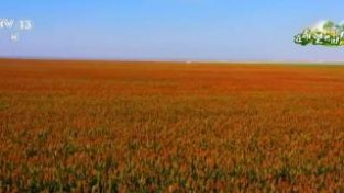 在希望的田野上 | 推广高产抗旱农作物 高粱产量逐年提升