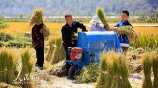 甘肃陇南：水稻丰收