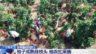 在希望的田野上 | 广东梅州柚子成熟挂枝头 柚农忙采摘