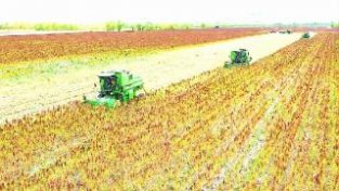 沽源3.5万亩藜麦喜获丰收