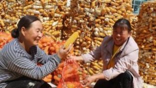 河南太康：玉米喜丰收 村民乐开怀