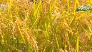 在希望的田野上 | 福建闽清水稻进入收获季 机械化收割节本增效