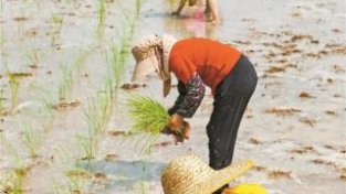 西丽“都市农场”首次种植“三季”巨人稻