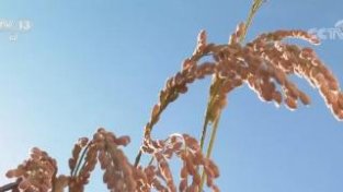 在希望的田野上 | 黑龙江百万亩农场迎丰收 水稻玉米齐开镰