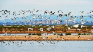 山东青岛：万鸟翔集 生态如画