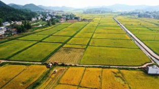 四川中江：42万亩水稻喜获丰收