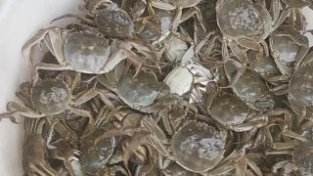 地产螃蟹大量上市或在下月中下旬