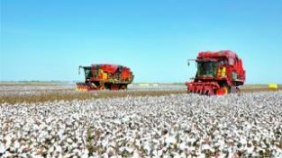 新疆棉花进入大规模采收期