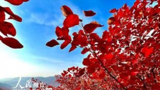 山西平陆中条山红叶进入最佳观赏期