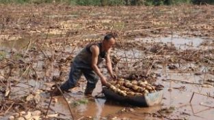 泸州泸县：抓好“菜篮子”工程 4000余亩莲藕迎来丰收季