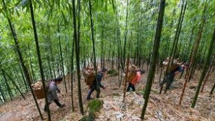 贵州赤水5万亩大竹笋丰收上市