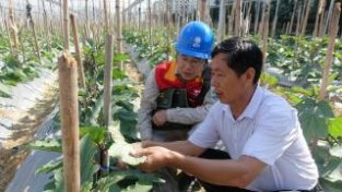 南靖公司：电力赋能助力蔬菜种植