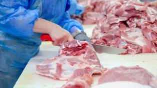 人类吃了感染猪瘟的猪肉，会被传染？对身体是否有伤害？一文科普