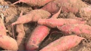 河南清丰3万亩红薯迎丰收 错峰上市效益高