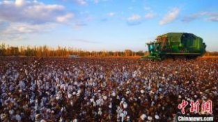 新疆托克逊县棉花机械化采收正当时