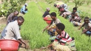 中国技术帮助布隆迪提高水稻产量