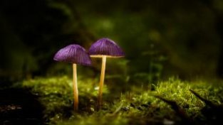 英媒：研究显示，致幻蘑菇中的罗头草碱成分能缓解重度抑郁