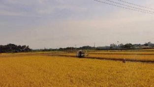 又“稻”收割时 海口美兰区三江镇水稻新品种今年总产量可达6000吨