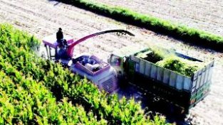 肃北县两千多亩青贮玉米喜获丰收