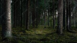 外国网友分享关于森林的可怕传说，简直就是完美的恐怖片场景啊