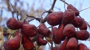 新疆阿克苏79.1万亩红枣喜迎丰收